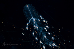 Siphonophore - Forskaliidae Family - Probably Forskalia edwardsii