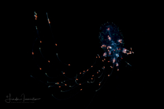 Siphonophore - Forskaliidae Family - Probably Forskalia edwardsii
