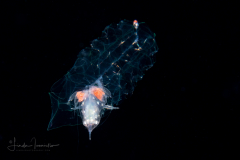 Siphonophore - Agalma okenii - preying on a crab megalopa