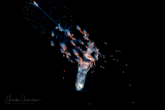 Siphonophore - Forskaliidae Family - Probably Forskalia edwardsii - with Prey