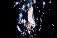 Siphonophore - Forskalia sp. - with Prey
