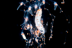 Siphonophore - Forskaliidae Family - Probably Forskalia edwardsii - with Prey