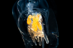 Siphonophore - Hippopodiidae Family - Hippopodius hippopus