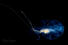 Siphonophore - Hippopodiidae Family - Hippopodius hippopus