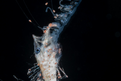 Siphonophore - Agalmatidae Family - Nanomia sp. - With Fish Prey