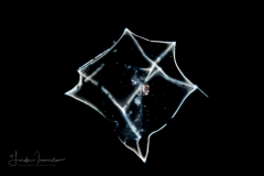 Siphonophore Nectophore -  Abylidae Family - Bassia bassensis