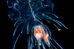 Siphonophore - Juvenile Forskalia edwardsii ?