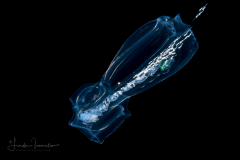 Siphonophore - Abylidae Family - Abyla trigona - Polygastric Stage