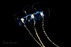 Siphonophore - Prayidae Family - Probably Amphicaryon ernesti