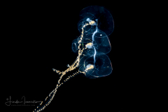Siphonophore - Prayidae Family - Probably Amphicaryon ernesti