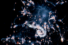 Siphonophore - Forskaliidae Family - Probably Forskalia edwardsii - with Prey fish
