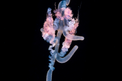 Siphonophore - Rhizophysidae Family - Rhizophysa eysenhardtii