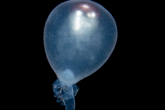 Siphonophore - Rhizophysidae Family - Rhizophysa species - Early Siphonula