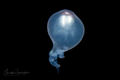 Siphonophore - Rhizophysidae Family - Rhizophysa species - Early Siphonula