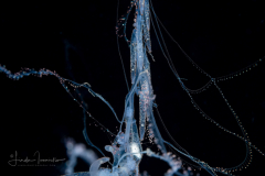 Siphonophore - Rhizophysidae Family - Probably Rhizophysa filiformis 