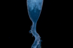 Siphonophore - Rhizophysidae Family - Probably Rhizophysa filiformis 