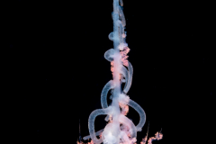 Siphonophore - Rhizophysidae Family - Rhizophysa eysenhardtii