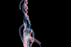 Siphonophore - Rhizophysidae Family - Rhizophysa eysenhardtii