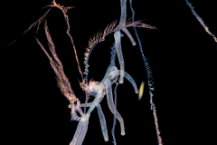 Siphonophore - Rhizophysidae Family - Rhizophysa eysenhardtii