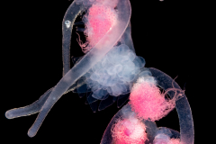 Siphonophore - Rhizophysidae Family - Rhizophysa eysenhardtii