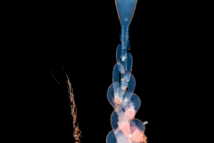 Siphonophore - Rhizophysidae Family - Rhizophysa eysenhardtii