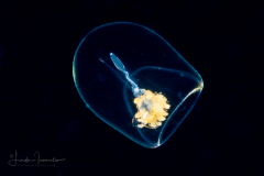 Siphonophore - Sphaeronectidae Family - Sphaeronectes species