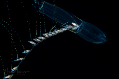 Siphonophore - Diphyidae Family - Sulculeolaria biloba