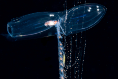 Siphonophore - Diphyidae Family - Sulculeolaria biloba