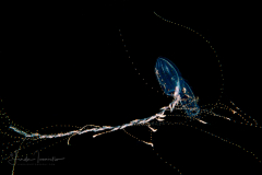 Siphonophore - Diphyidae Family - Sulculeolaria biloba