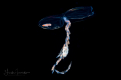 Siphonophore - Diphyidae Family - Sulculeolaria biloba - with Amphipods