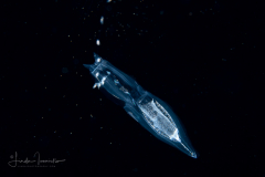 Siphonophore - Unknown - Chelophyes appendiculata?