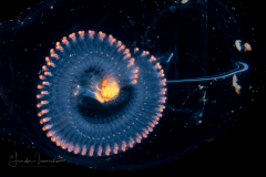 Solitary Salp Budding a Chain of Salps