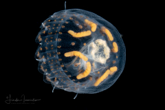 Thimble Jellyfish - Scyphozoa - Coronatae - Linuche unguiculata