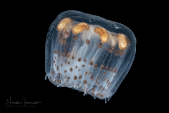 Thimble Jellyfish - Scyphozoa  - Coronatae - Linuche unguiculata