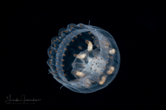 Thimble Jellyfish - Scyphozoa  - Coronatae - Linuche unguiculata