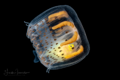 Thimble Jellyfish - Scyphozoa - Coronatae - Linuche unguiculata - with a small Jack