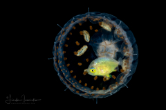 Thimble Jellyfish - Scyphozoa - Coronatae - Linuche unguiculata - with a small Jack