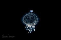 Tiny Ostracod (?) on Radiolarian