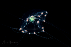 Hydromedusa - Leptothecata - Octophialucium irregularis
