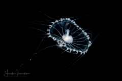 Unknown Hydromedusa
