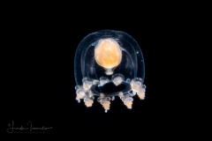 Hydromedusa - Anthoathecata - Podocoryna martinicana
