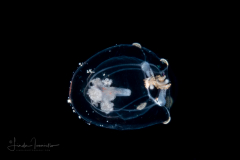 Unknown Hydromedusa