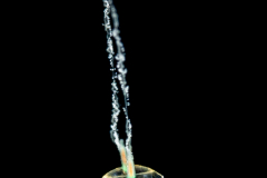Unknown Hydromedusa - Zanclea species