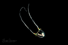 Unknown Hydromedusa - Zanclea species