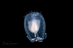 Hydromedusa - Anthoathecata - Bythotiaridae