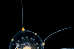 Unknown Jellyfish