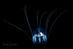 Scyphozoa - Coronatae - Nausithoe marginata