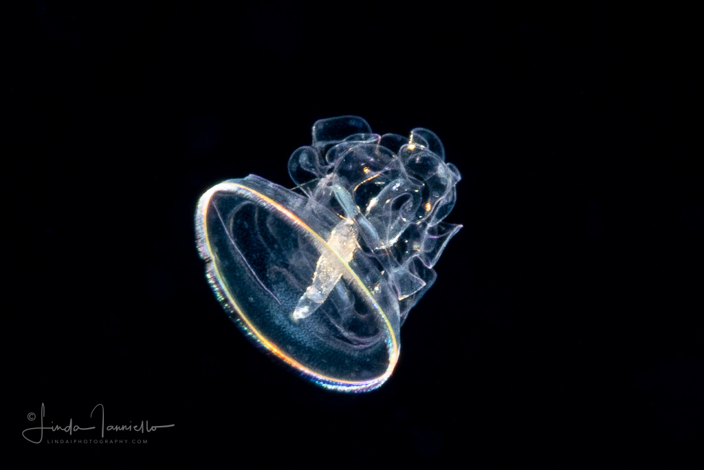 Acorn Worm - Tornaria larva of a hemichordate worm