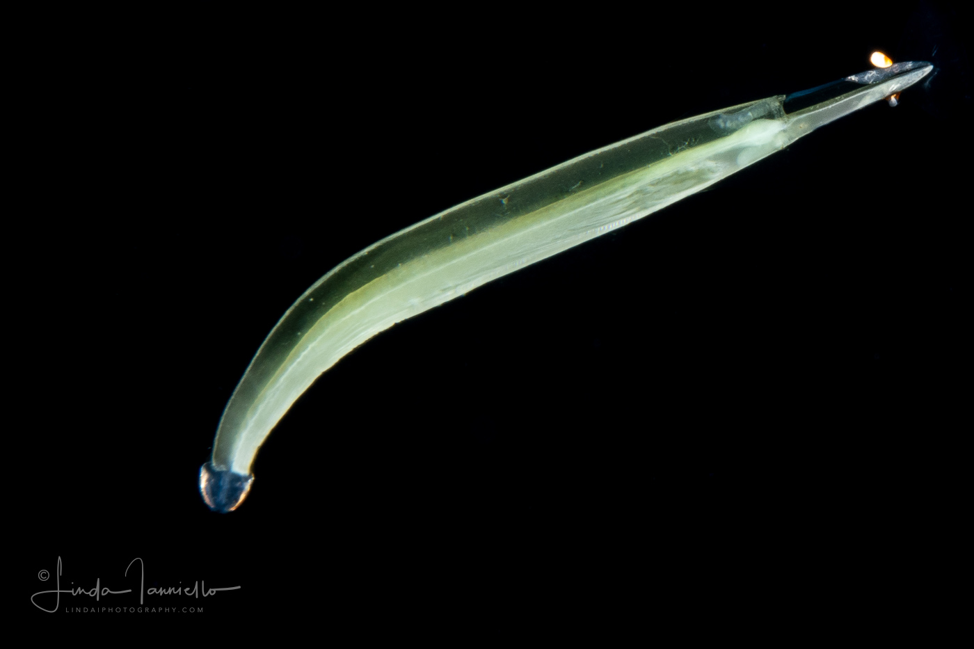 Arrow Worm - Chaetognatha - Sagittidae  Family - Flaccisagitta enflata - Opaque