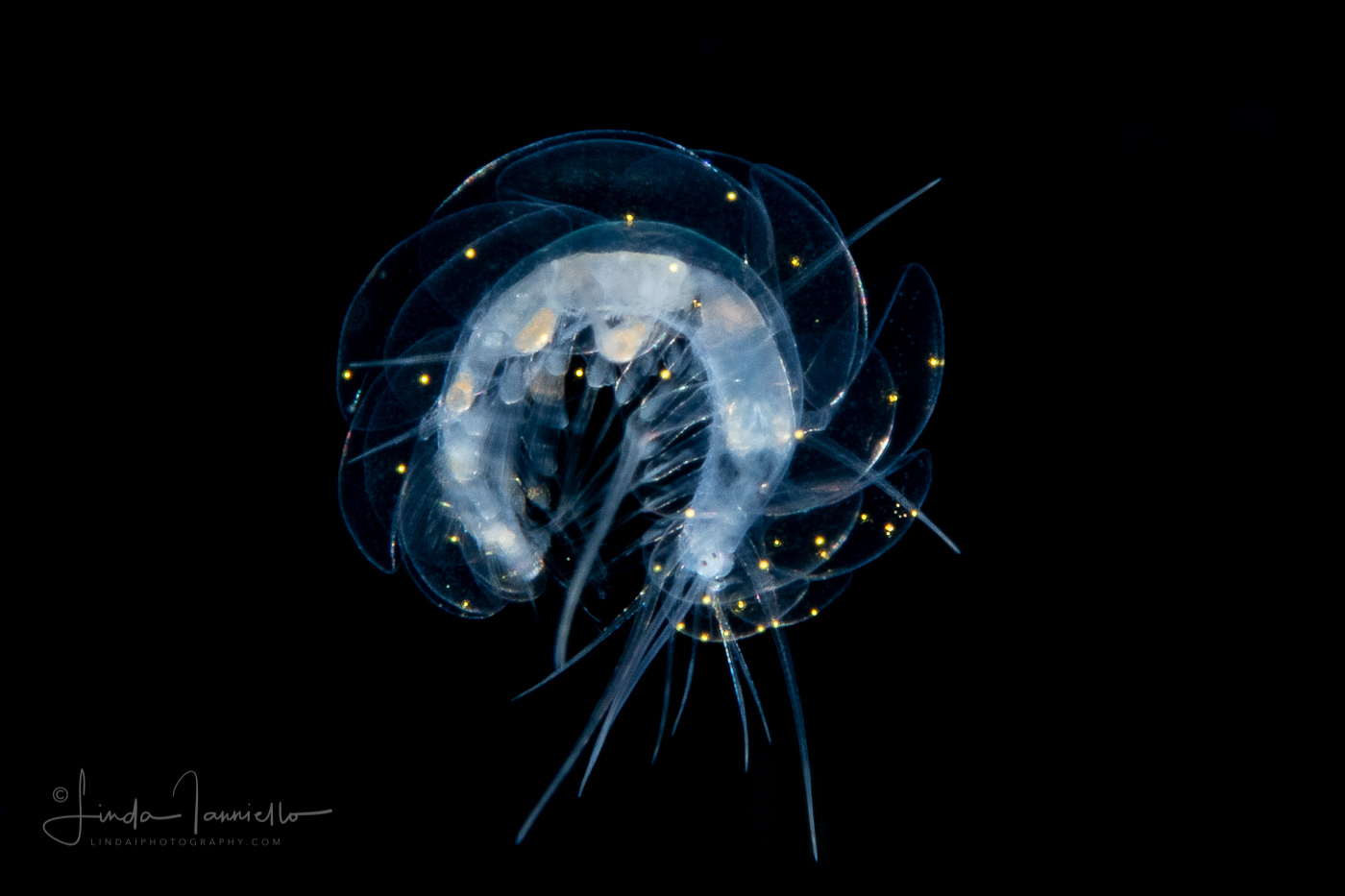 Holopelagic Scale Worm - Polynoidae Family - Genus Drieschia